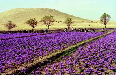 Saffron-Farming