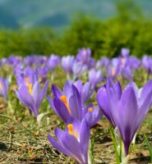 xr:d:DAFejo-KRiQ:5,j:1740819424,t:23032906